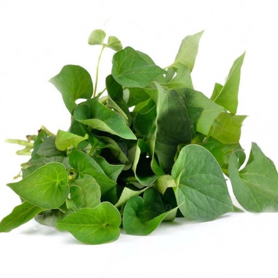 Rau dấp cá trồng tự nhiên